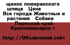 щенок померанского  шпица › Цена ­ 50 000 - Все города Животные и растения » Собаки   . Пермский край,Красновишерск г.